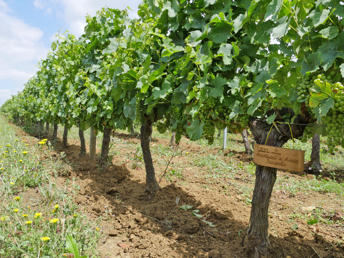 Виноградник на урожай